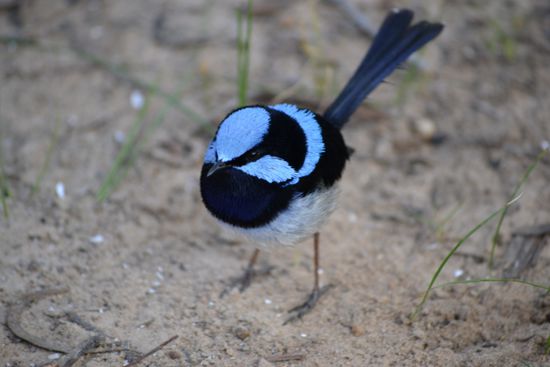Superb Fairy-wren - unser Wecker am Morgen