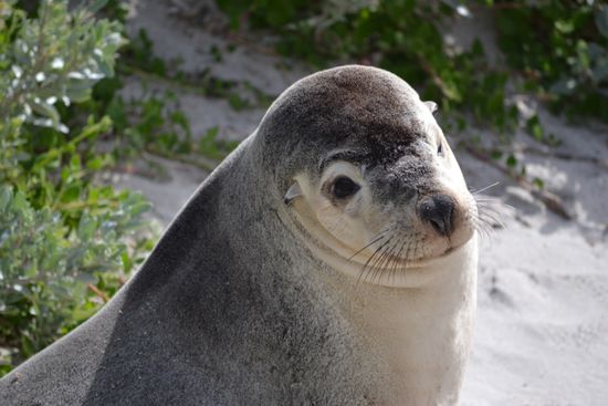 Sea lion an der Südküste der Insel...
