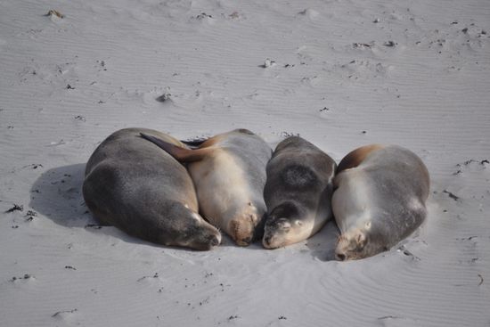 ...meistens schlafend