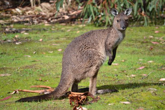 Die ersten Kängurus...