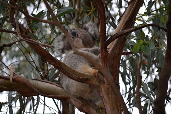Koala in freier Wildbahn