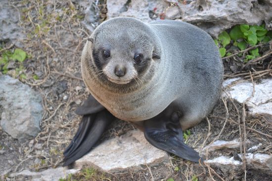 Das Kap ist ein perfekter Lebensraum für hunderte Seerobben