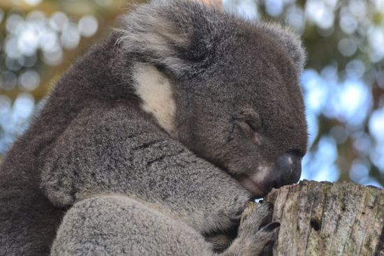 Koalas im Wildlife Centre
