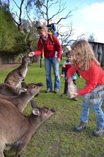 Känguru Fütterung am Abend