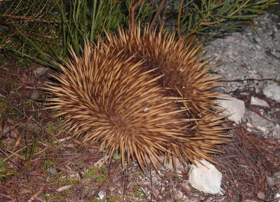 Echidna - ein Ameisenigel