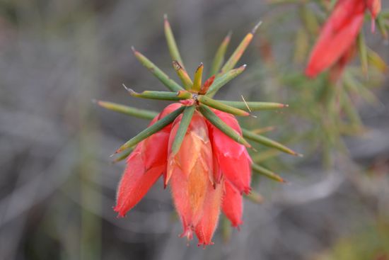 Viele Wildblumen blühen