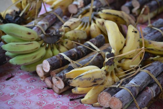 Elefantenfutter - Zuckerrohr und Bananen