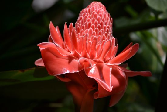 Auf dem Rückweg ging es in den Orchideen- und Schmetterlingspark