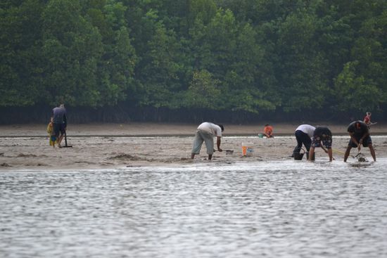 Muschelsammler bei Ebbe im Mangroven-Schlamm
