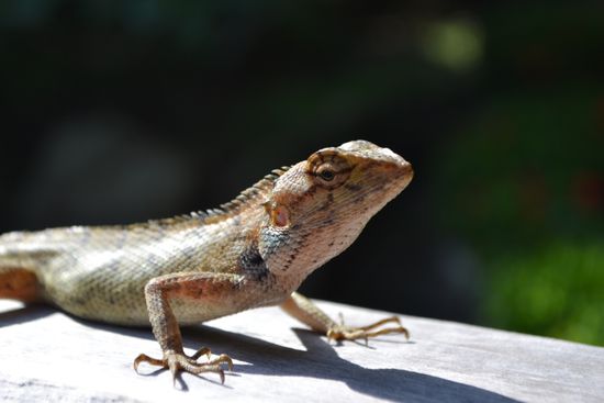 Auf der Mauer, auf der Lauer...