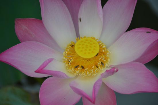 Lotusblüte - national flower