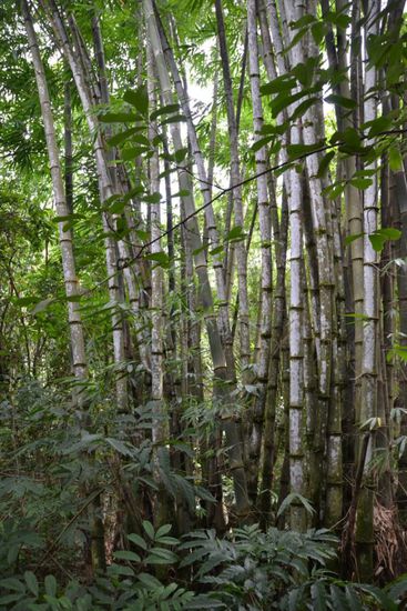 Bambus diente u.a. zur Belüftung