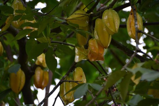 Sternfrucht-Baum