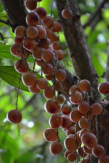 Litschi-ähnliche Frucht