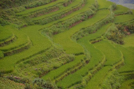 Typische Reisterrassen