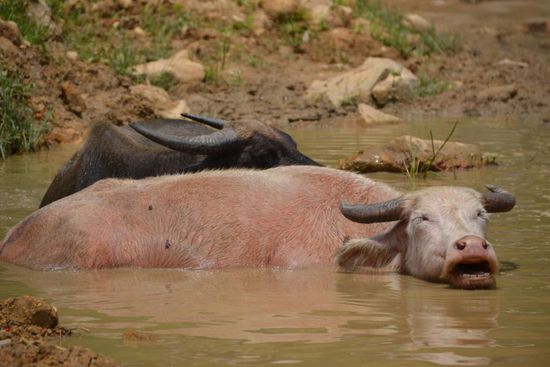 Wasserbüffel beim Schlammbaden