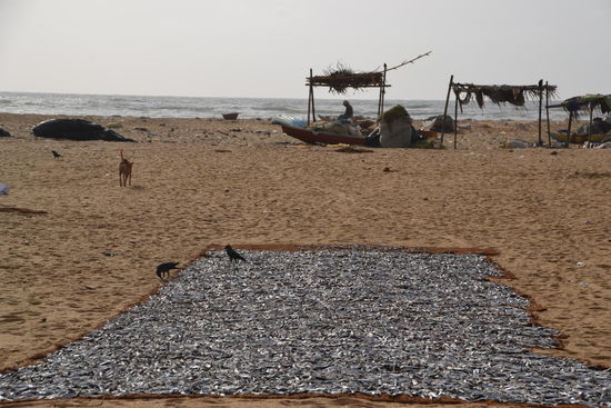 Fisch wird gesalzen, gereinigt und getrocknet - 3 Monaten haltbar