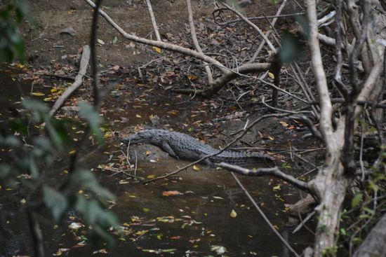 Mini-Krokodil am Bach