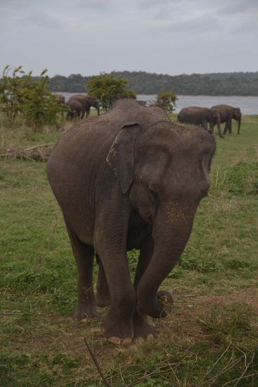 Wild lebende Elefanten am Reservoir...