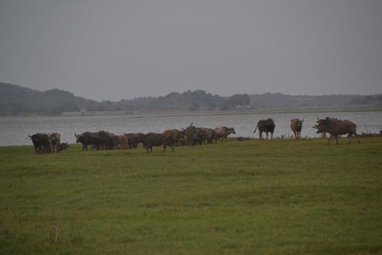 Zur Abwechslung mal ein paar Wasserbüffel...
