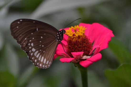 Viele farbenreiche Blumen...