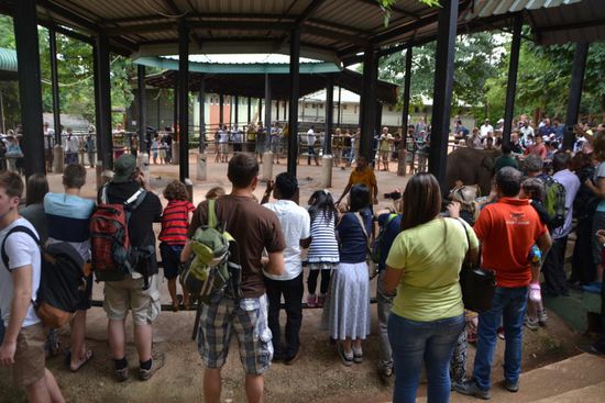 Pinnawela Elephant Orphanage