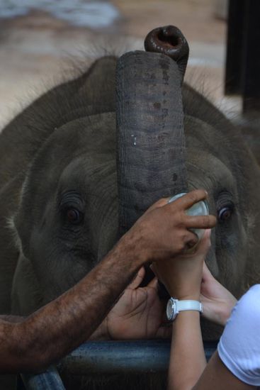 Milchflasche für die Kleinen 