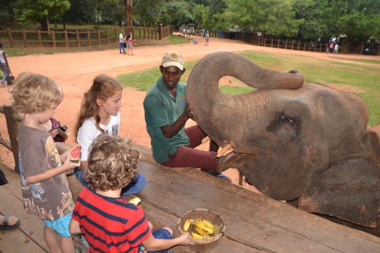 Hier gibt es frisches Obst...
