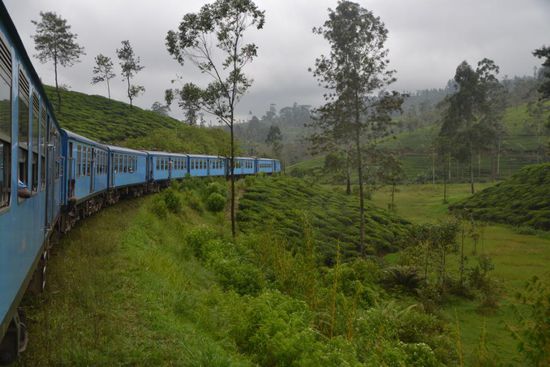 Durch Teeplantagen...