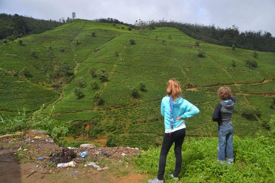 Teeplantagen überall