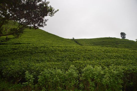 ...und Teeplantagen