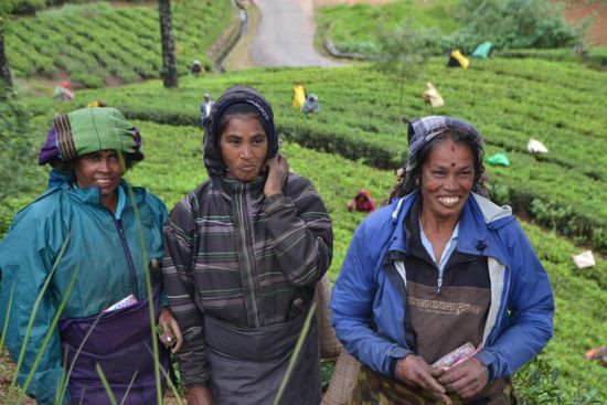 Teepflückerinnen