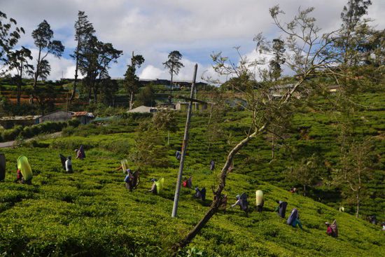 Auf der Fahrt zum Bahnhof nochmal Teeplantagen
