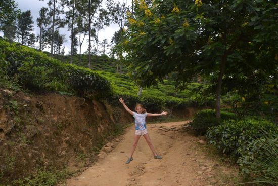 Kurze Wanderung durch Teeplantagen