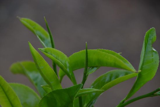 Aus Teeknospen wird Weißer Tee hergestellt