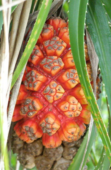 Wer kennt dieses Teil (etwa so groß wie eine kleine Ananas)?