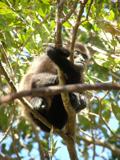 Brüllaffe mit skeptischem Blick