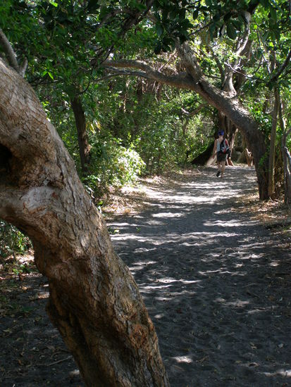Der verwunschene Wald von Charco Verde
