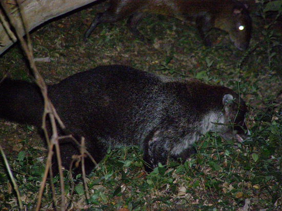 Ob es das Agape-Tier ist?