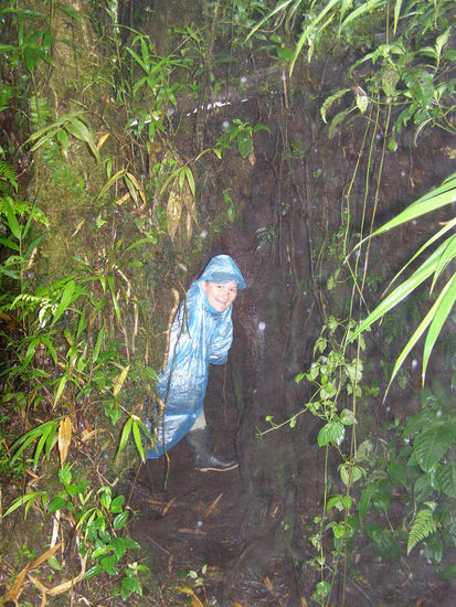 Dieses possierliche Tierchen aus der Gattung der Blautrolle ist sehr scheu. Es zeigt sich nur selten, meistens nachts zur Futteraufnahme.