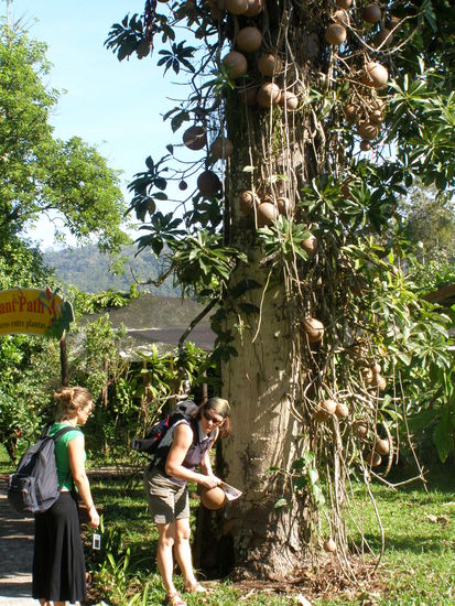 Seltsame Dinger, irgendwas mit "Cannonball". Ich glaube die machen die Kalebassen draus.