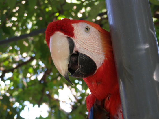 Die Grande Dame des Hauses, sehr alt schon. Daneben noch einige kleinere Grüne.