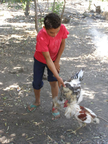 Hahnenkämpfe sind umstritten, ich weiss. Für die Menschen hier bedeutet es schlicht und einfach eine Einnahmequelle, oftmals die einzige.