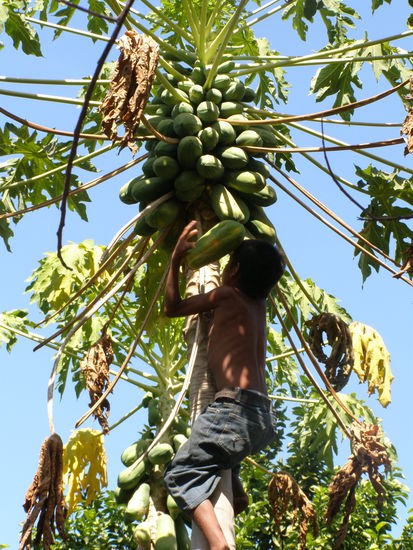 Einem Äffchen gleich, meinte sein Vater.