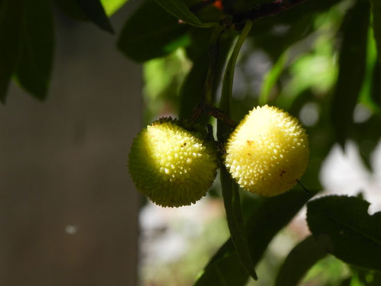 Aus diesen Fruechten wird spaeter einmal lecker Medronho gemacht!