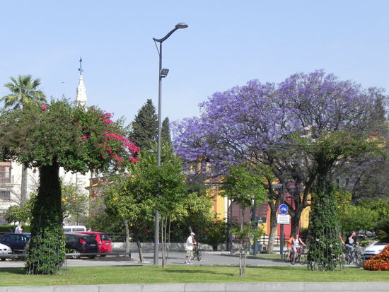 Die legen... (warte, warte, gleich kommts) ...dären Jacarandas!