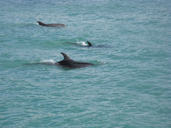 Delphine in der "Bay of Island"