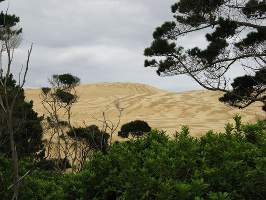 Maechtige Sandduenen kurz vor der noerdlichsten Spitze Neuseelands