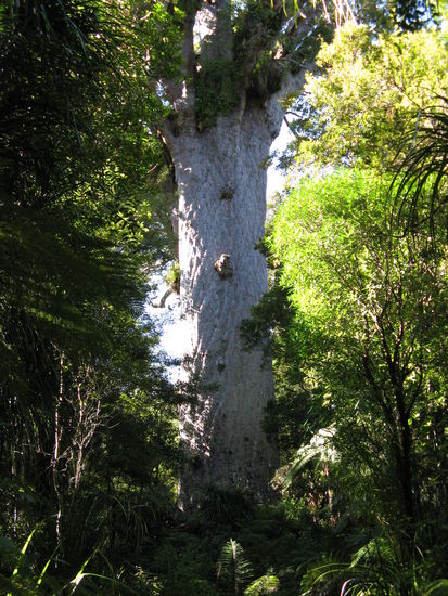 Tane Mahuta misst 51 m, bei 13,8 m Umfang.