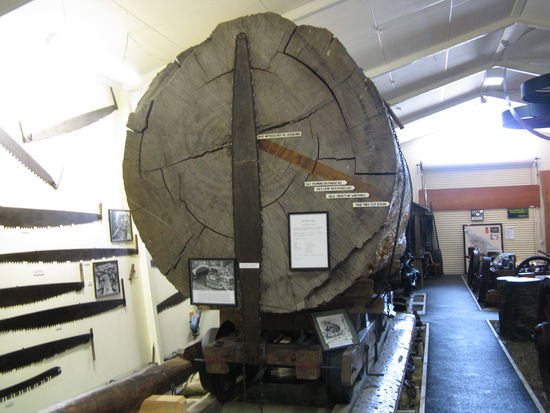 Im Kauri-Museum in "Matakohe"